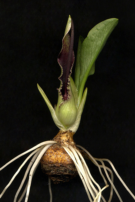 Biarum crispulum