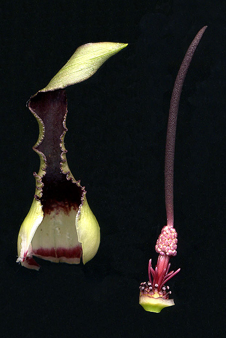 Biarum crispulum