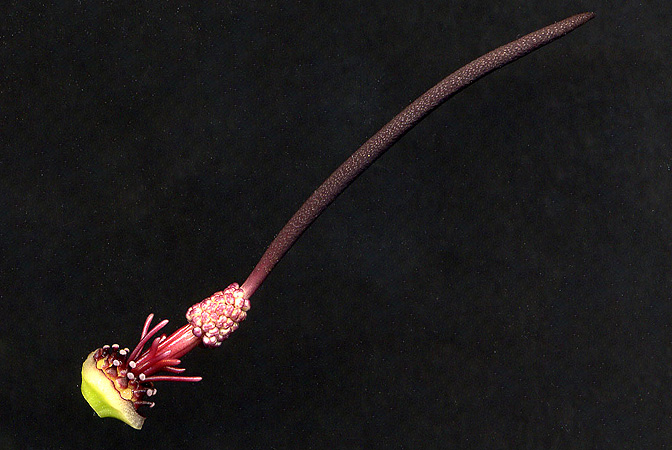 Biarum crispulum
