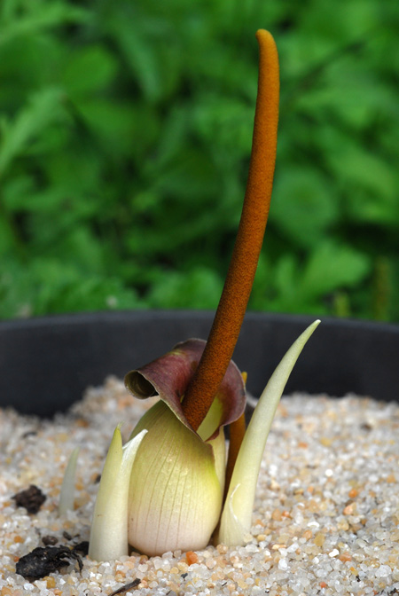 Biarum dispar