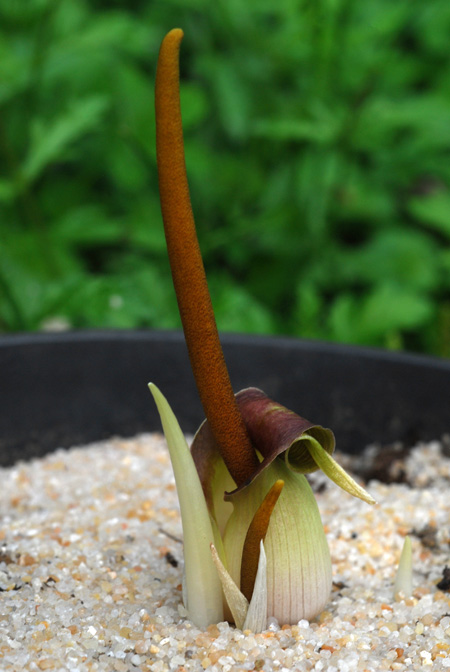 Biarum dispar