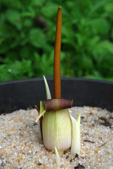 Biarum dispar