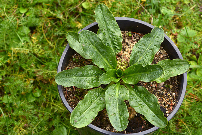 Biarum dispar