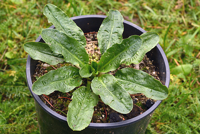 Biarum dispar