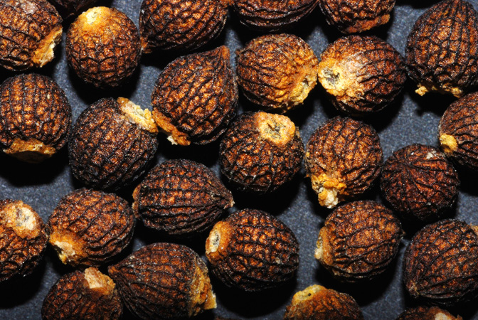 Biarum dispar