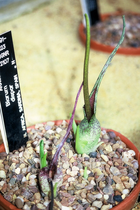 Biarum dispar