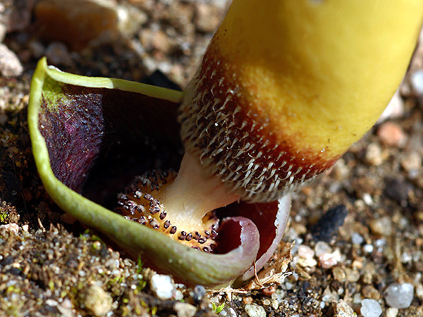Biarum ditschianum
