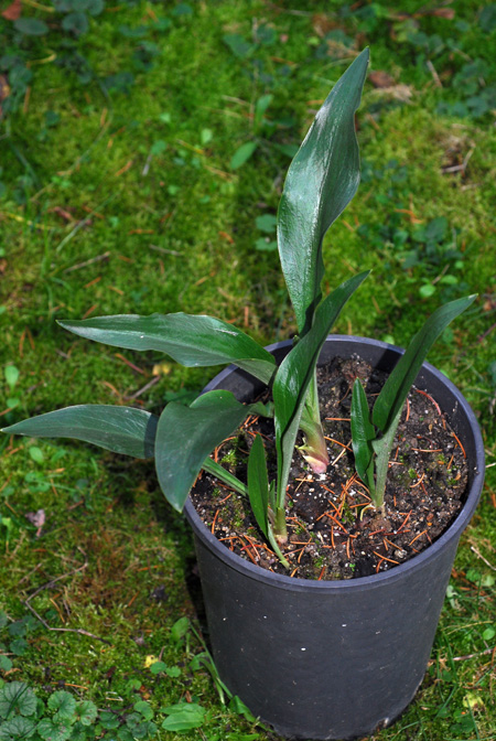 Biarum ditschianum