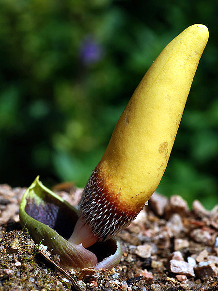 Biarum ditschianum