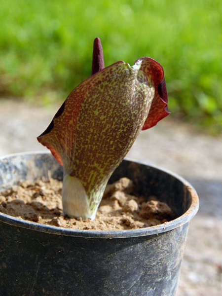 Biarum eximium