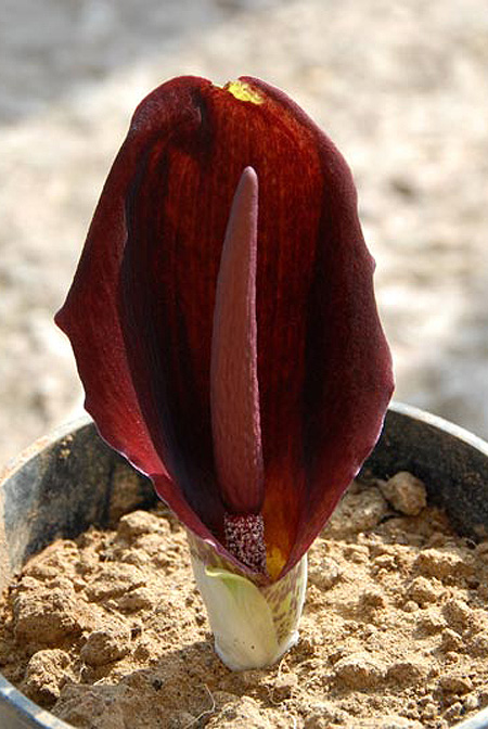 Biarum eximium
