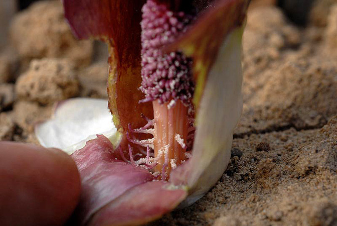 Biarum eximium