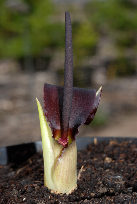 Biarum kotschyi