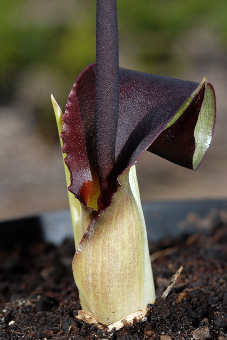 Biarum kotschyi