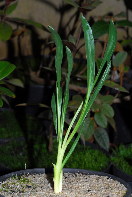 Biarum kotschyi