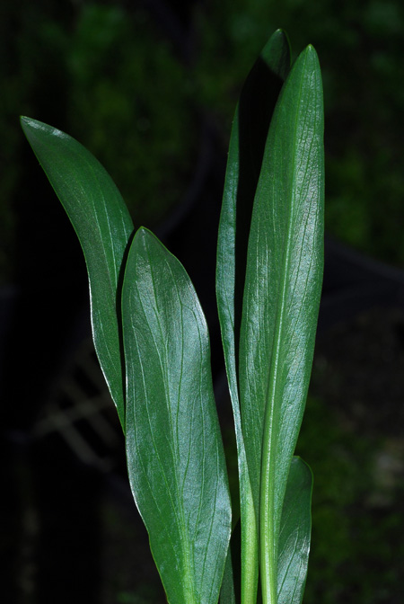 Biarum kotschyi