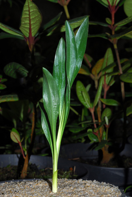 Biarum kotschyi