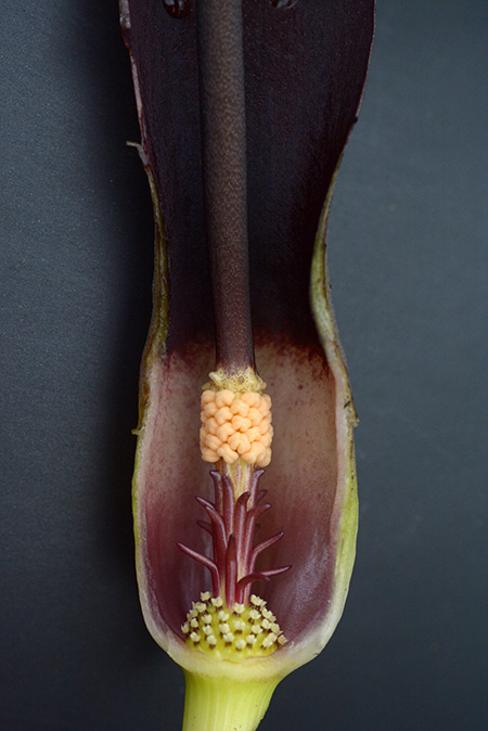 Biarum kotschyi