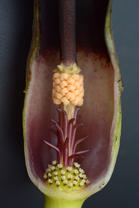 Biarum kotschyi