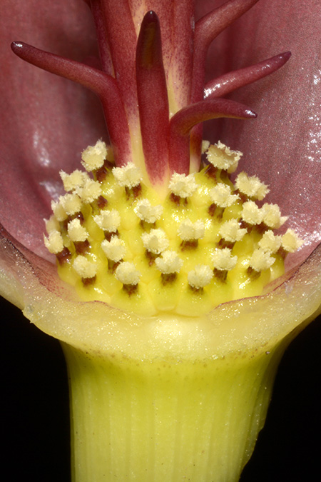 Biarum kotschyi