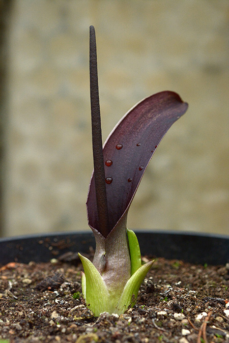Biarum kotschyi