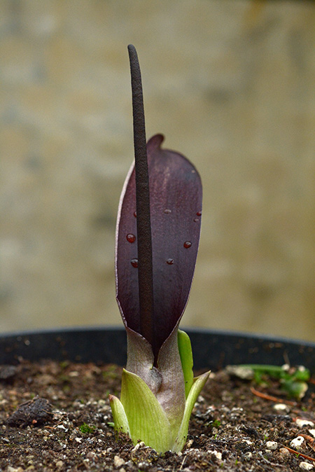 Biarum kotschyi