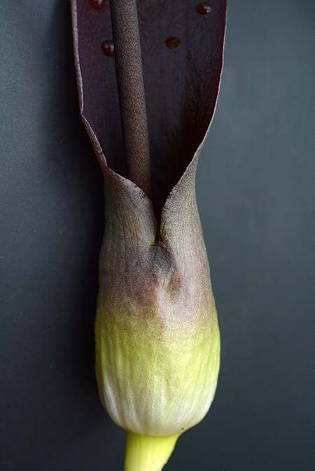Biarum kotschyi