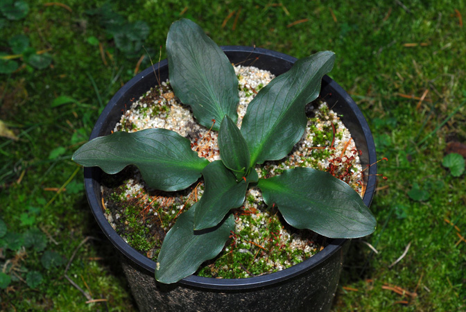 Biarum kotschyi