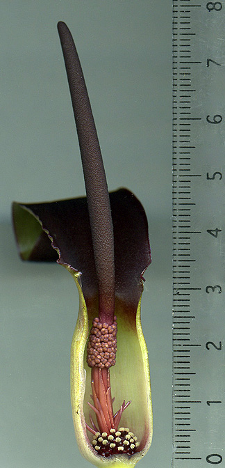 Biarum kotschyi