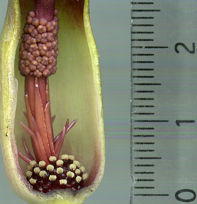 Biarum kotschyi