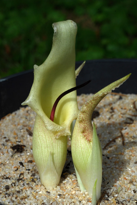 Biarum marmarisense