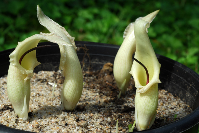 Biarum marmarisense
