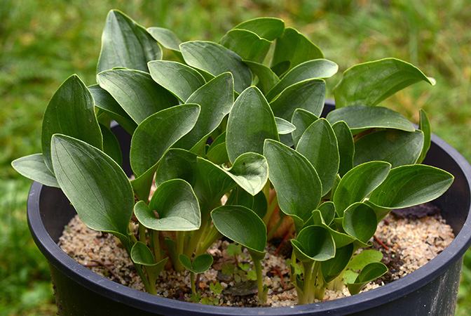 Biarum marmarisense