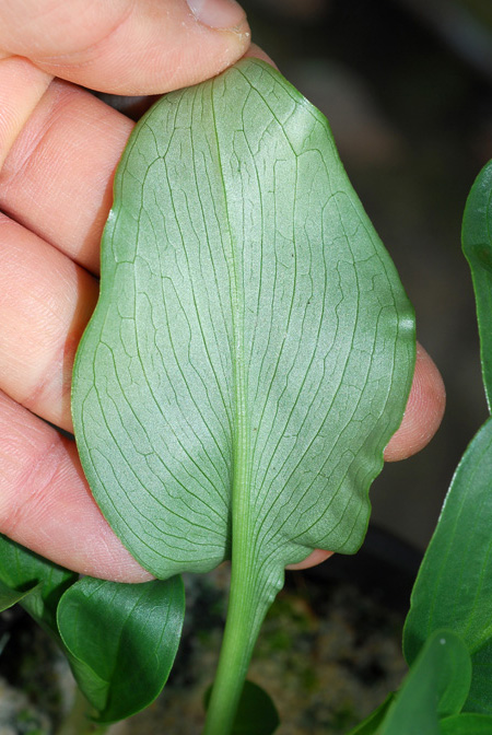 Biarum marmarisense