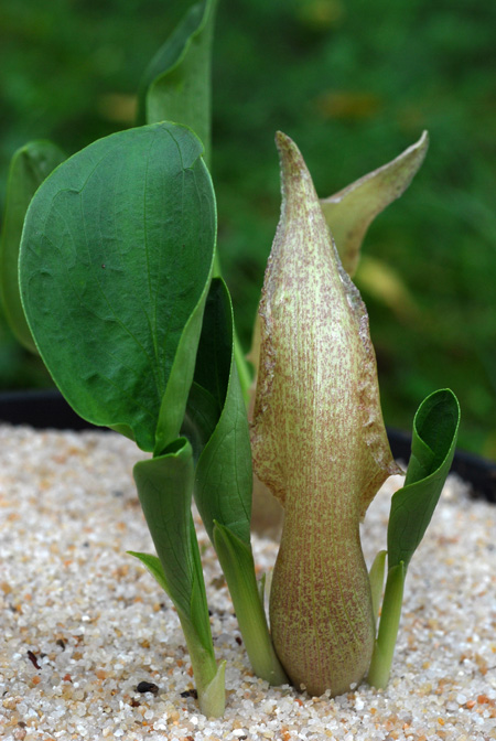 Biarum marmarisense