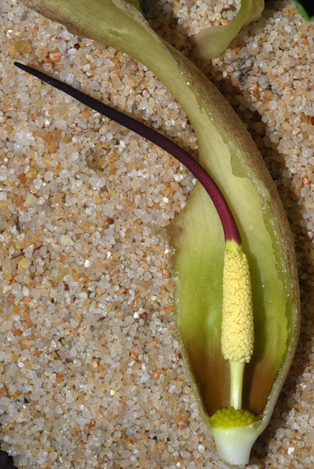 Biarum marmarisense