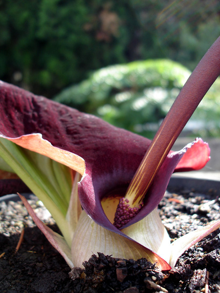 Biarum pyrami