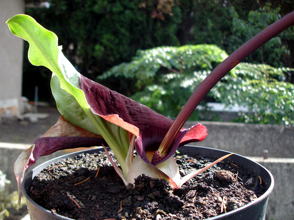 Biarum pyrami