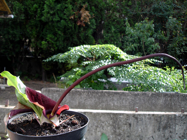 Biarum pyrami