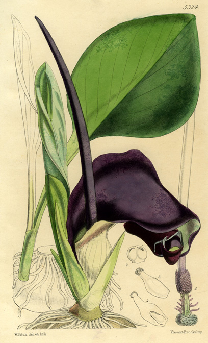 Biarum pyrami