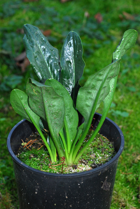 Biarum pyrami