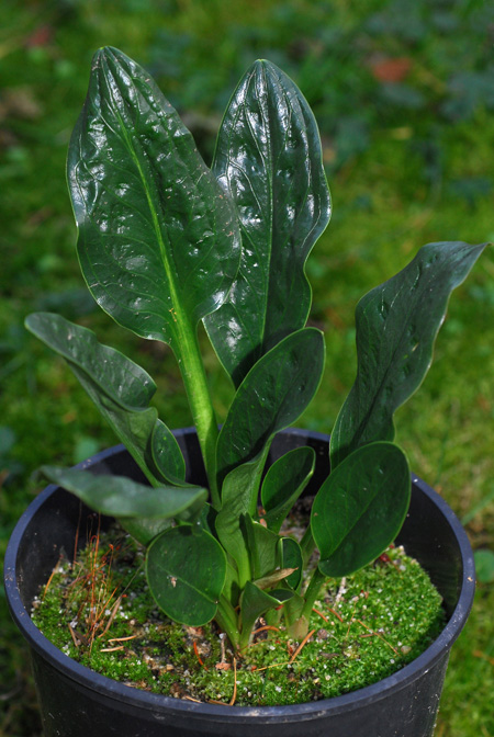 Biarum pyrami