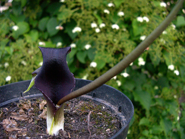 Biarum tenuifolium