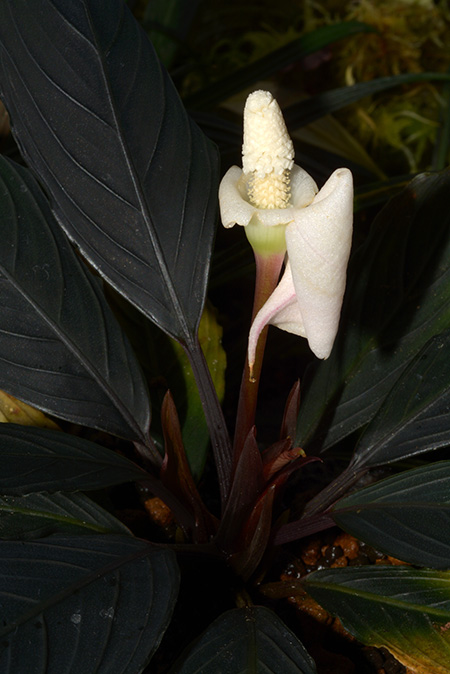 Bucephalandra kishii