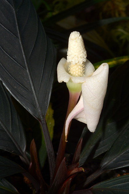 Bucephalandra kishii