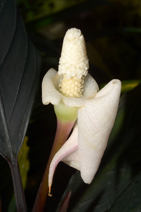 Bucephalandra kishii