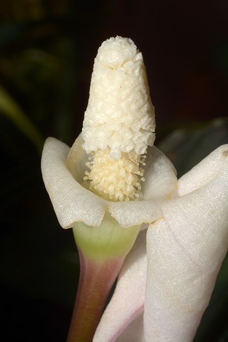Bucephalandra kishii