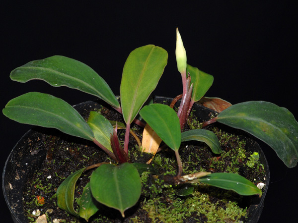 Bucephalandra motleyana