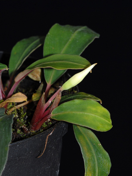 Bucephalandra motleyana
