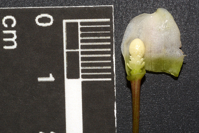 Bucephalandra pygmaea